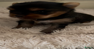 Mixed Breed dogs - Advert 3
