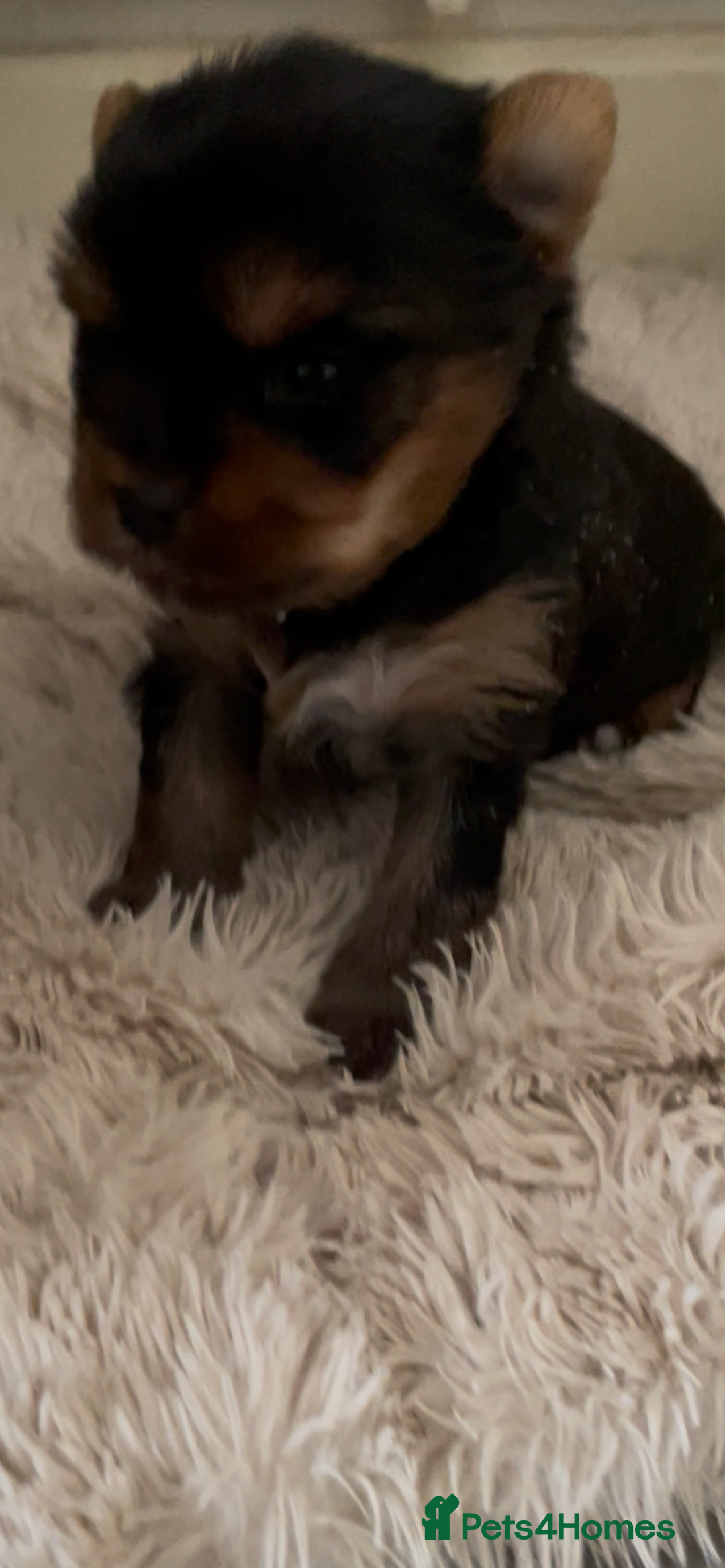 Mixed Breed dogs for sale: Biewer terrier puppy male, vaccs chip ect  - Image 3