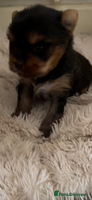 Mixed Breed dogs - Advert 16