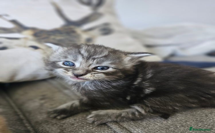 Maine Coon cats - Advert 8