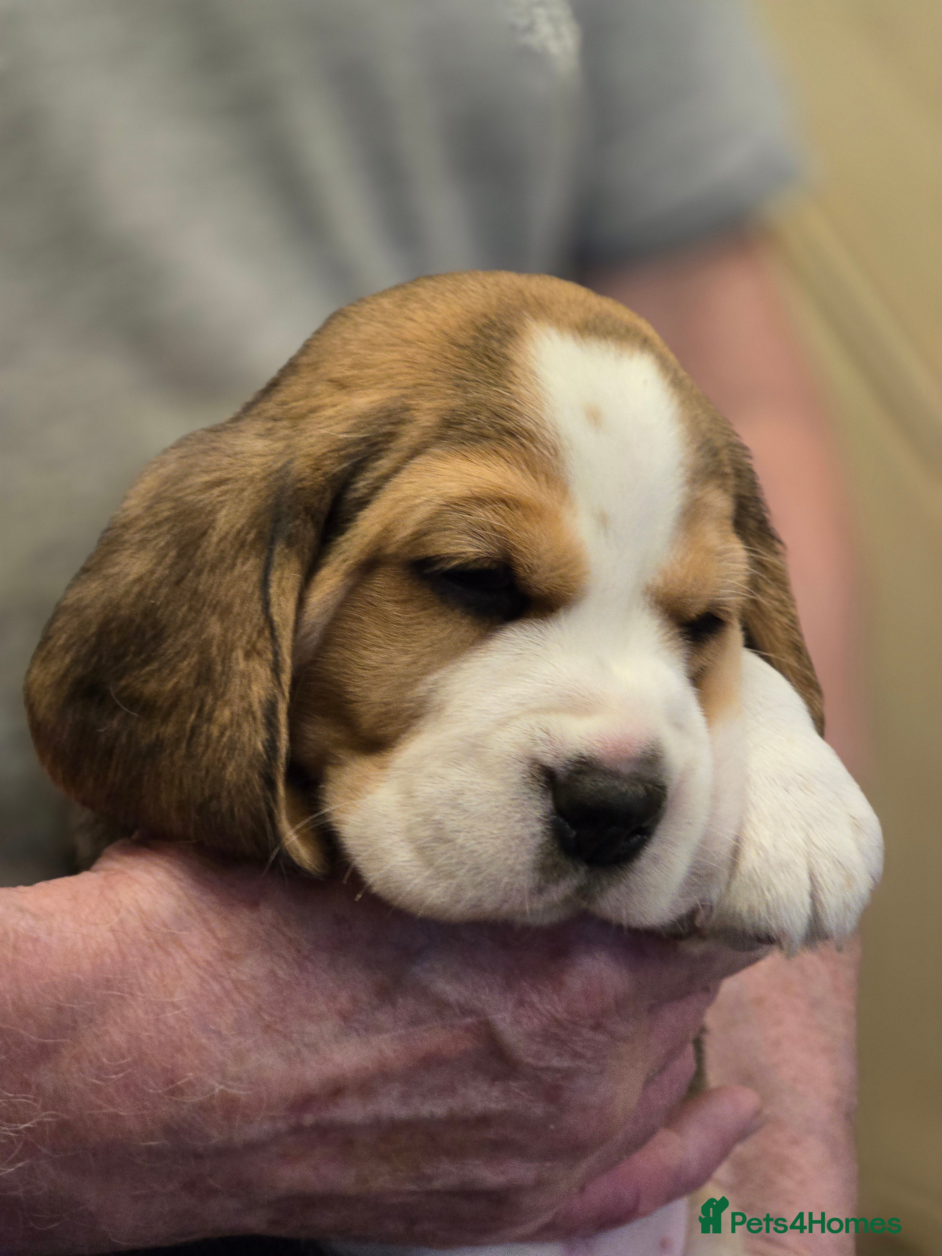 Beagle dogs KC registered Tri Beagle bitch pup Champion lines - Advert 1