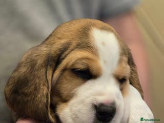 Beagle dogs KC registered Tri Beagle bitch pup Champion lines - Advert 7