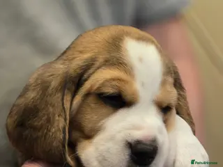 Beagle dogs KC registered Tri Beagle bitch pup Champion lines - Advert 1