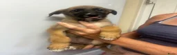 Mixed Breed dogs for sale: Lurcher puppies GSD x saluki ready now  - Advert 6