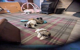 Shih Tzu dogs for sale: Stunning Shih Tzu boy - Image 5