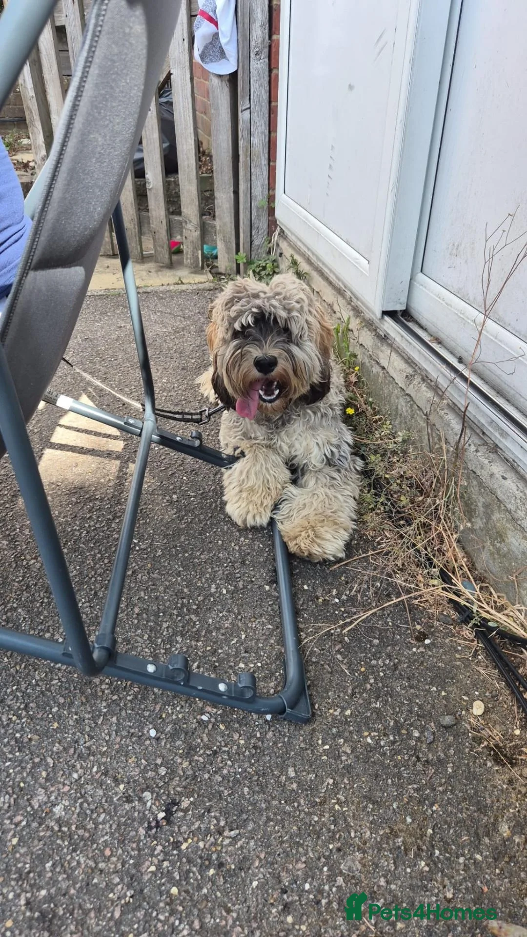 Cockapoo dogs for sale: Cockerpoo looking for loveable home - Advert 2