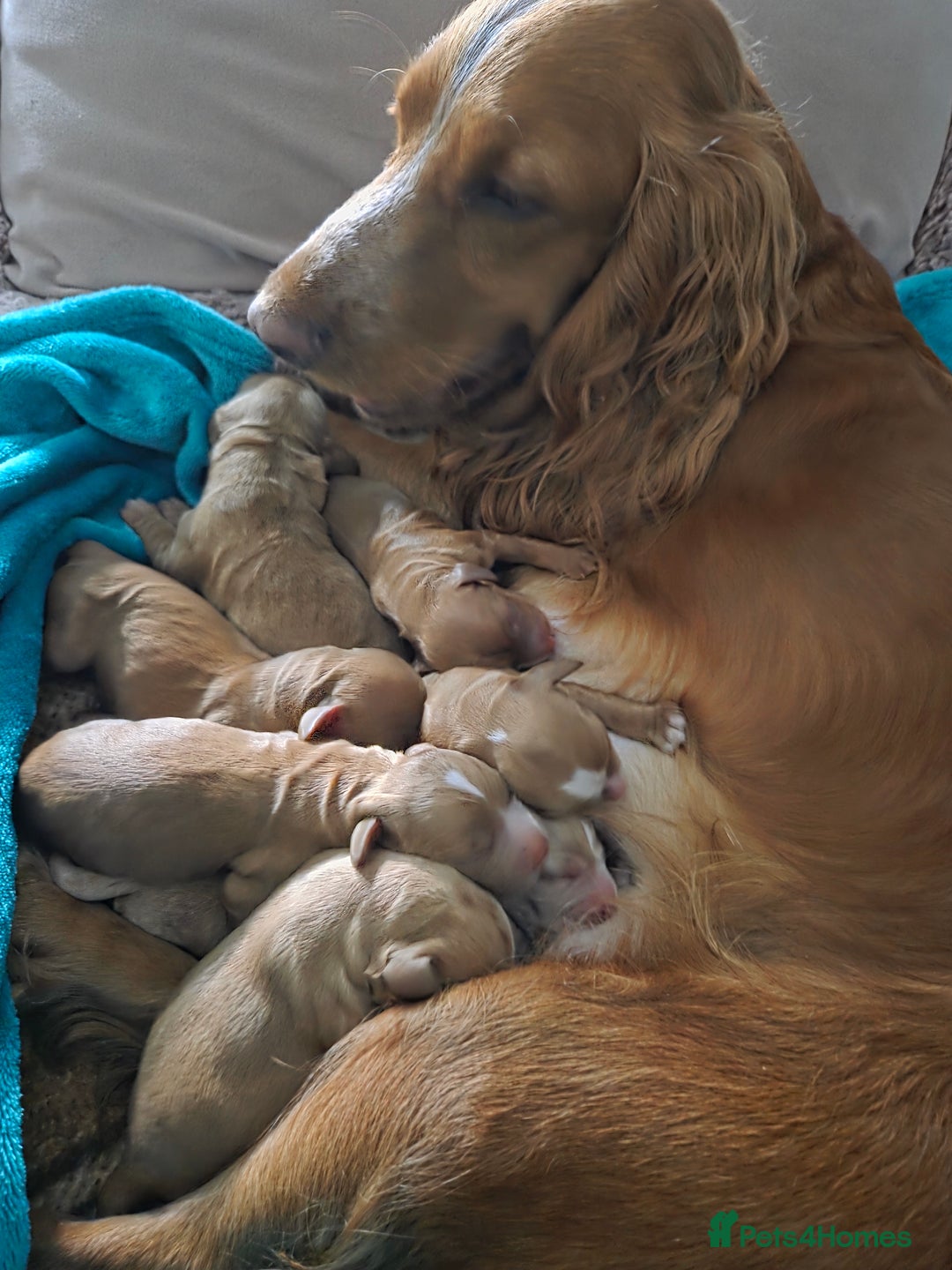 Cocker Spaniel dogs for sale: Beautiful and sweet puppy😊 - Image 10