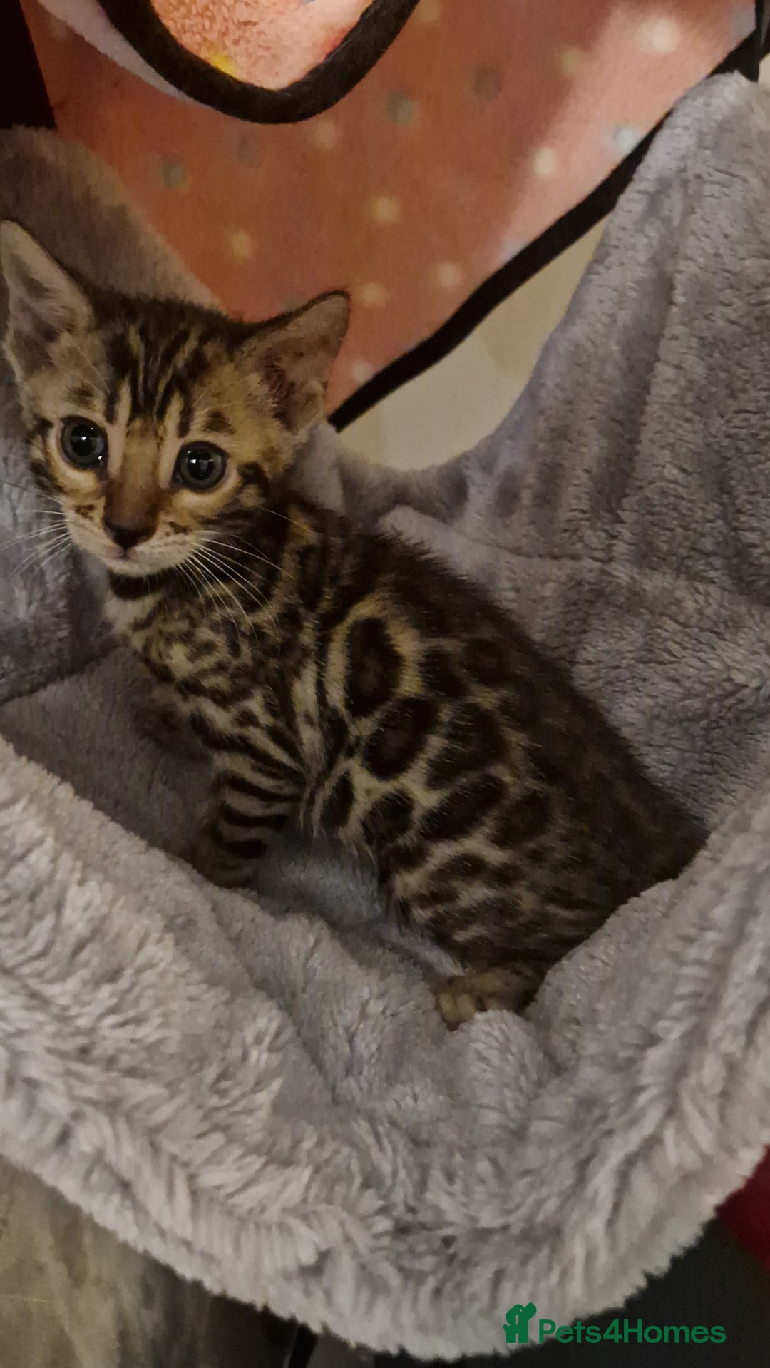 Bengal cats for sale: Beautiful kittens 🥰 - Advert 30