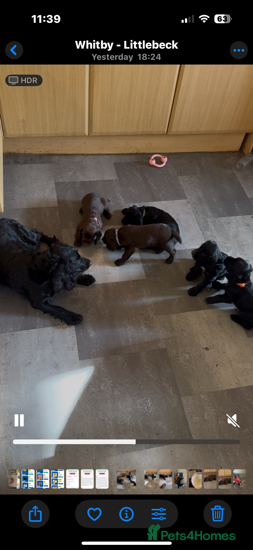 Cocker Spaniel dogs for sale: Fun & affectionate cocker spaniels ready 21st Aug - Image 12