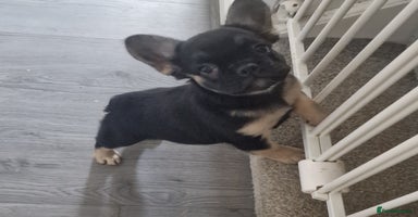 French Bulldog dogs - Advert 7