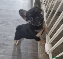 French Bulldog dogs - Advert 10