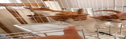 Mixed Breed cats for sale: Meet Holly’s New Ginger & White Babies - Advert 7
