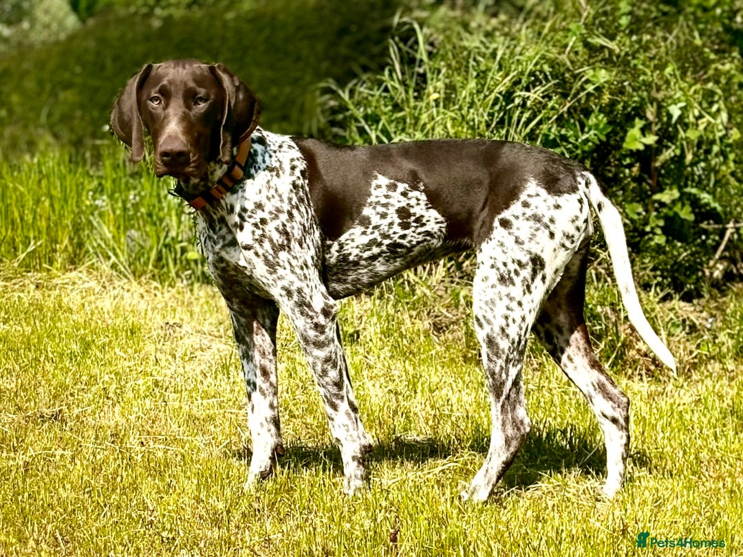 German Shorthaired Pointer dogs for sale: 2 Male GSPs Puppies still available  - Advert 3