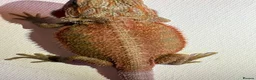 Bearded Dragon reptiles for sale: Stunning baby bearded dragons  - Advert 5