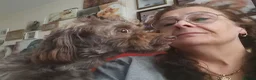 Havanese dogs for sale: Two beautiful girls available - Advert 8