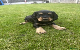 Cocker Spaniel dogs for sale: Cocker spaniel puppies - Image 17