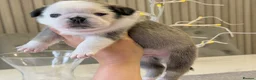 Pug dogs for sale: Kc registered Pugs - Advert 40