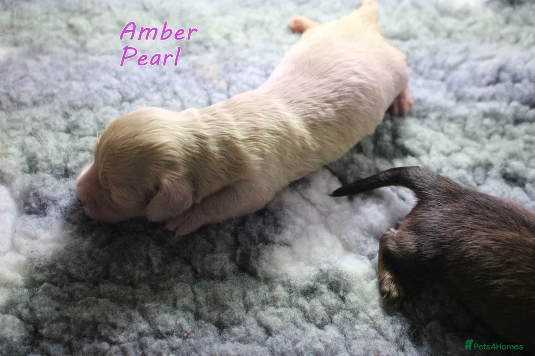 Miniature Dachshund dogs for sale: 🌟 Cream & Shaded Cream PRA Clear KC reg Apr 26 🌟 - Advert 5
