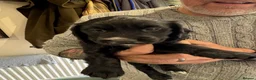 Cocker Spaniel dogs for sale: KC Registered Working Cockers  - Advert 7