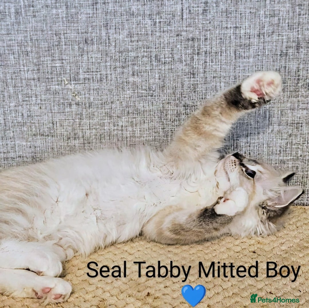 Ragdoll cats for sale: Stunning registered seal tabby ragdoll GC lines - Image 2