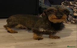 Miniature Dachshund dogs for stud: MINIATURE WIREHAIRED DACHSHUND STUD *PROVEN**KC ** in Manchester - Image 4