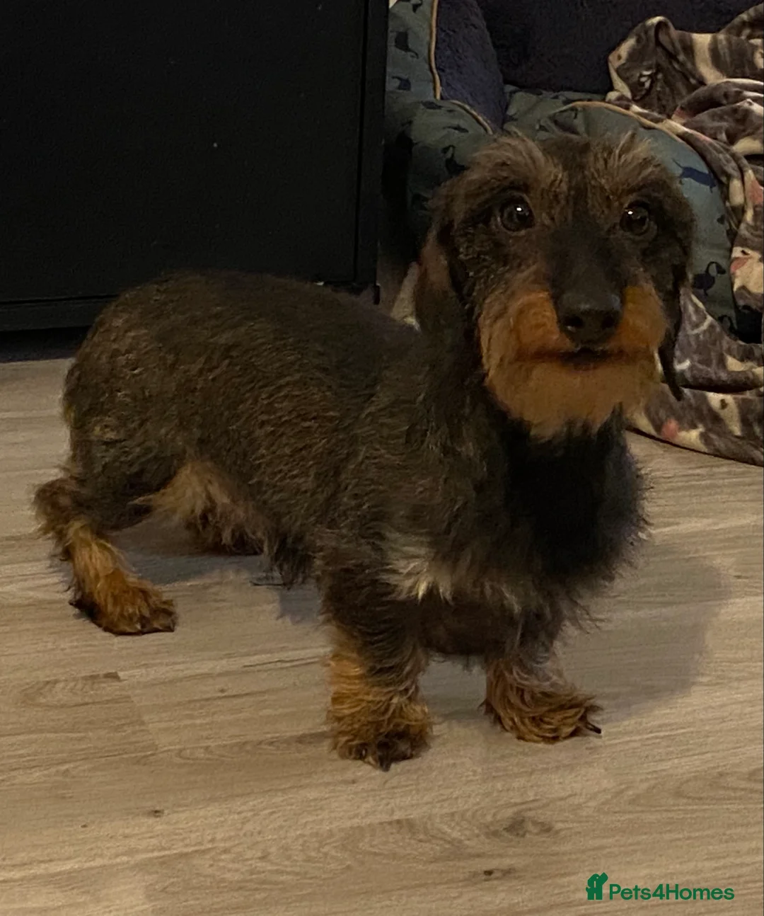 Miniature Dachshund dogs for stud: MINIATURE WIREHAIRED DACHSHUND STUD *PROVEN**KC ** in Manchester - Advert 4