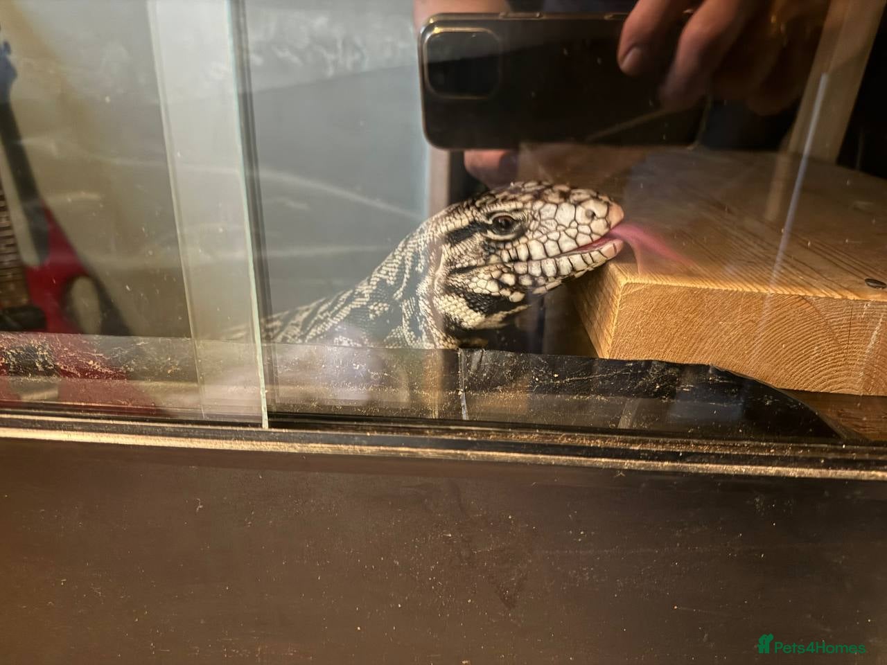 Lizard reptiles B&W Argentine tegu - Advert 1