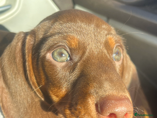 Dachshund dogs - Advert 15