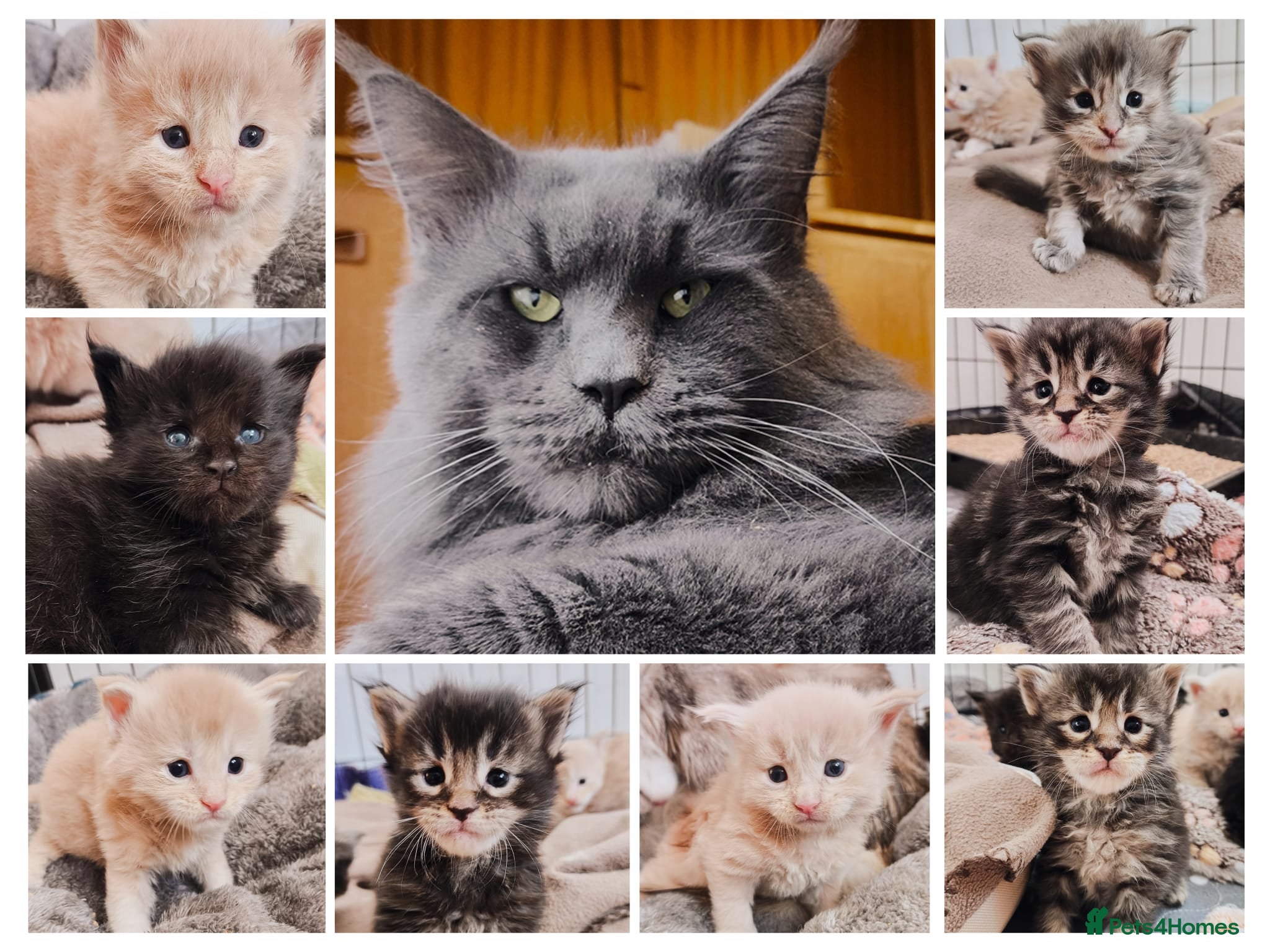 Maine Coon cats Maine coon kittens champion line DNA health tested - Advert 4