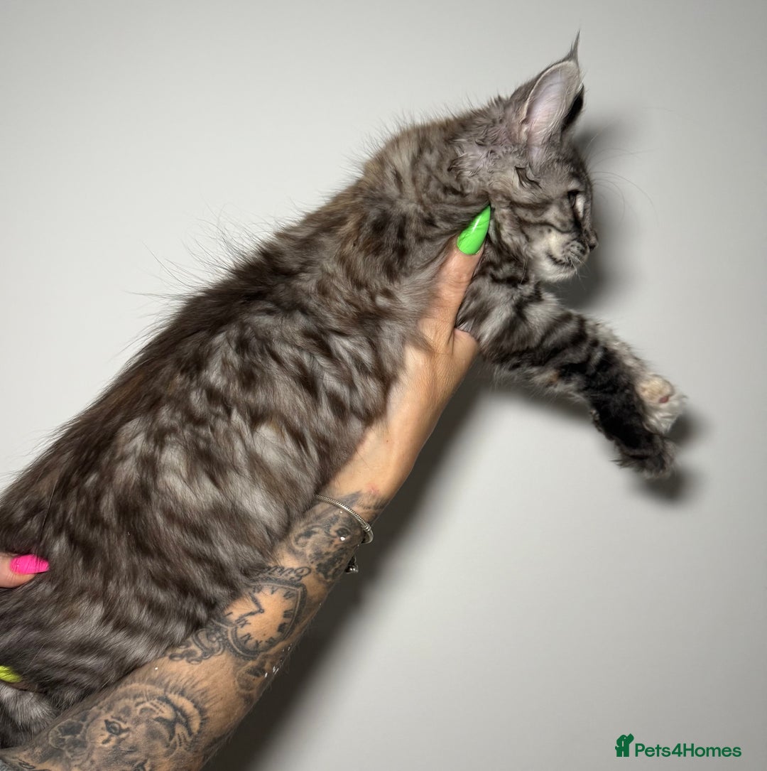 Maine Coon cats for sale: Champion line kittens , ready to go ☺️ - Advert 6