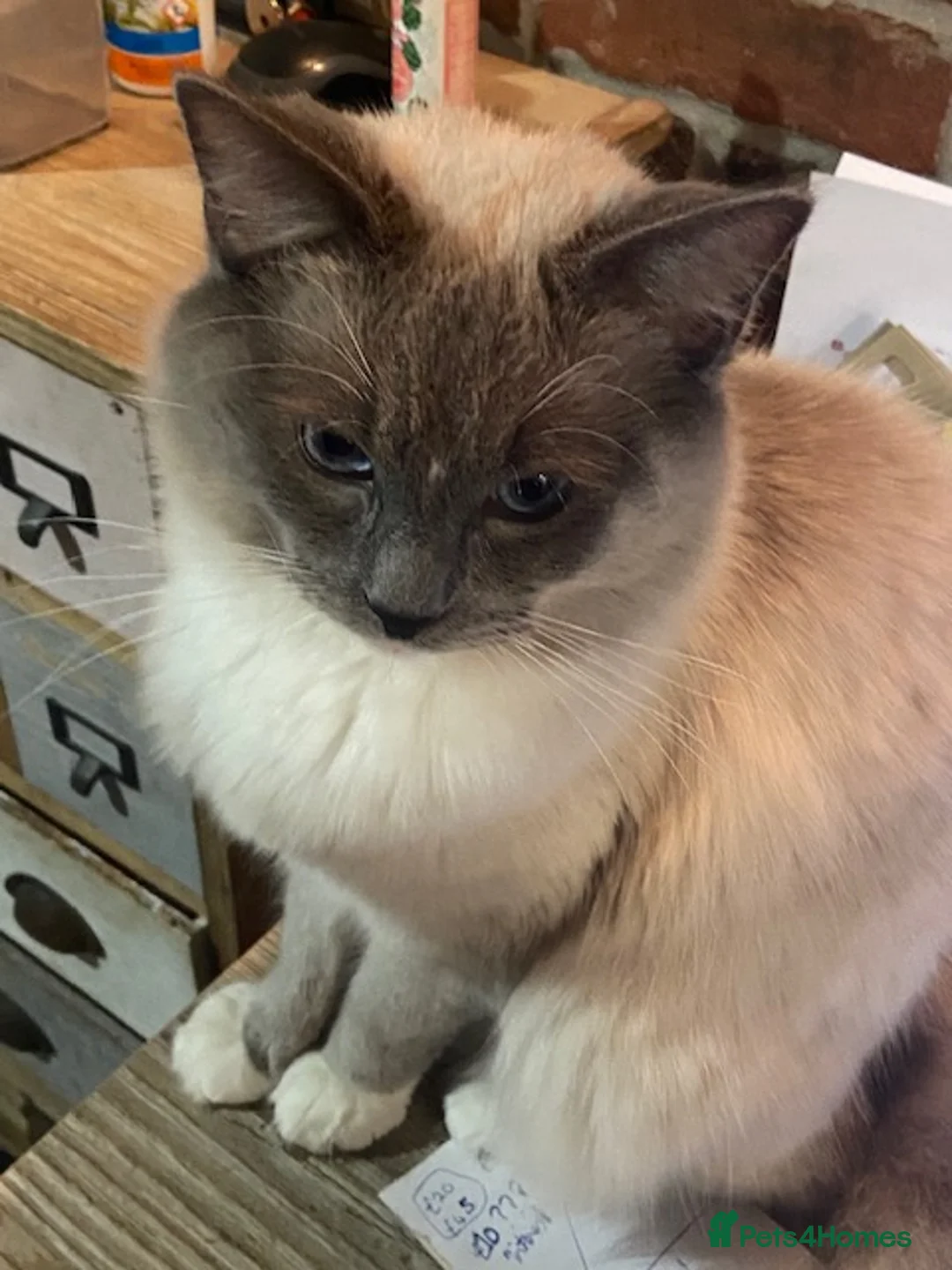 Ragdoll cats for stud: GCCF Reg. Blue point mitted Ragdoll Stud - JEEVES - Advert 2