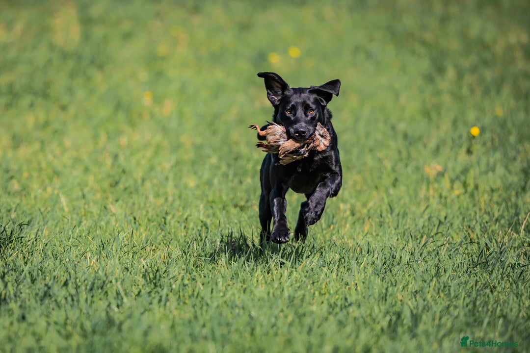 Labrador Retriever dogs for sale: Working Lab Pups for sale - Advert 2