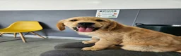 Golden Retriever dogs for sale: READY TO LEAVE Litter of Golden Retriever puppies - Advert 20
