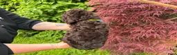 Cockapoo dogs for sale: 3 GIRLS LEFT ,VET CHECKED & READY FOR NEW HOMES 🩷 - Advert 25