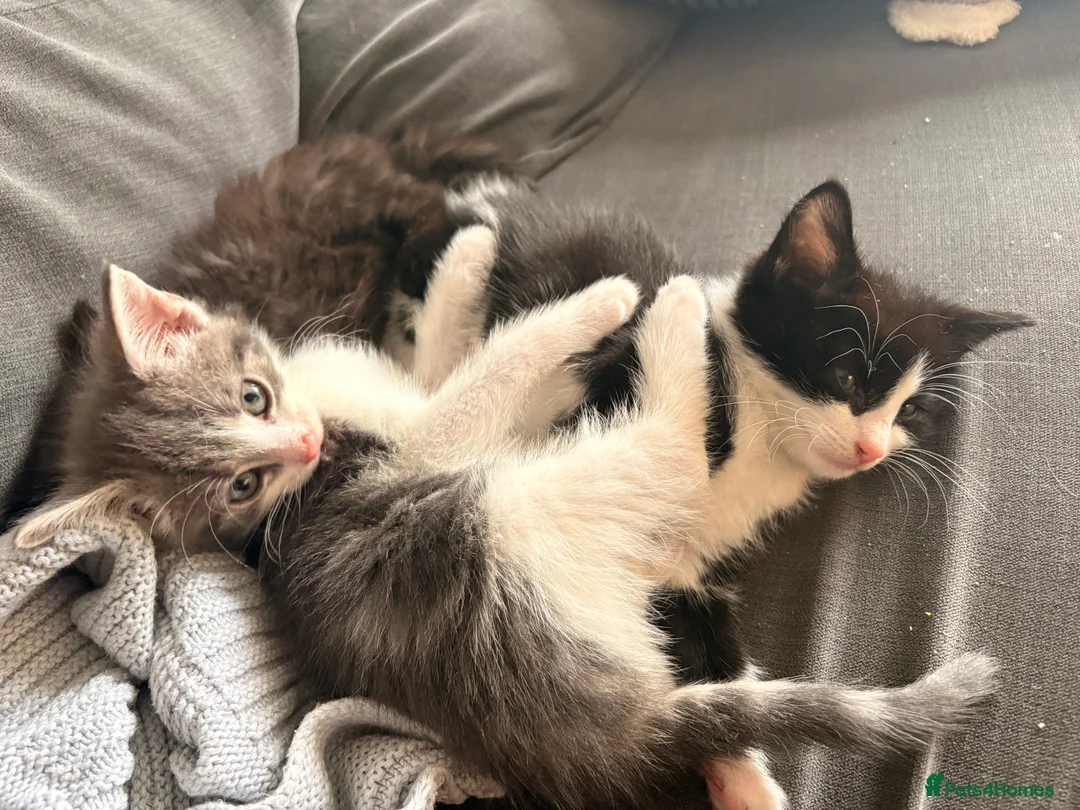 Mixed Breed cats for sale: Half bengal and Norwegian forest cat in Worcester Park - Advert 32