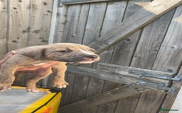 Mixed Breed dogs for sale: Outstanding terrier cross (bull Wheaton greyhound) - Image 8