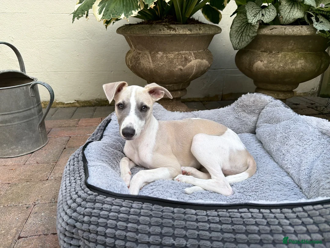 Whippet dogs for sale: Sweet Flo is ready to go! in Redhill - Advert 1