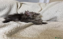 Mixed Breed cats for sale: Stunning Maine Coon x Norwegian Forest Kittens  - Image 5