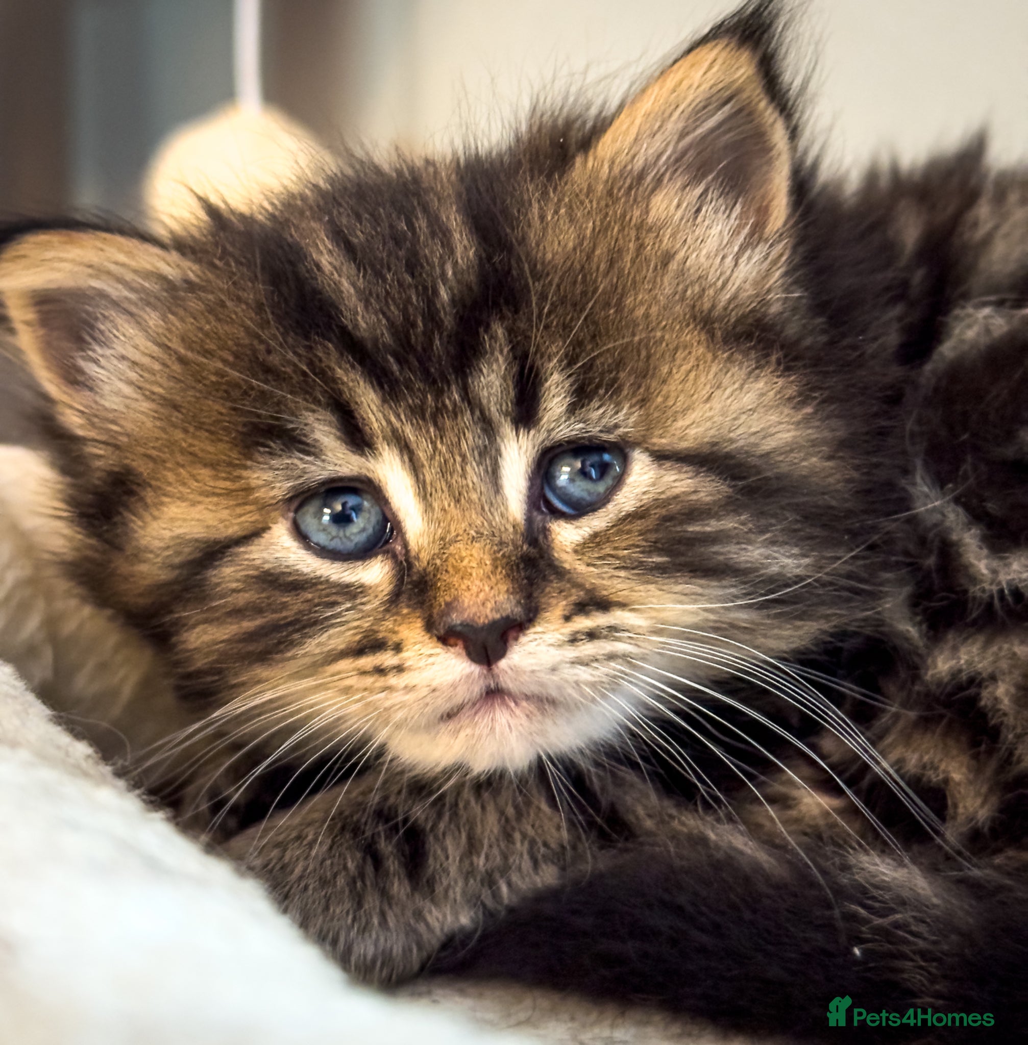 Maine Coon cats Gorgeous full breed Mainecoon kittens ready may 20 - Advert 16