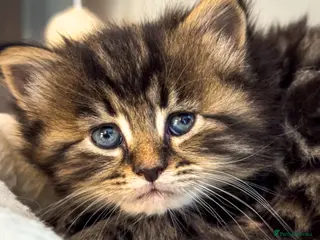 Maine Coon cats Gorgeous full breed Mainecoon kittens ready may 20 - Advert 16