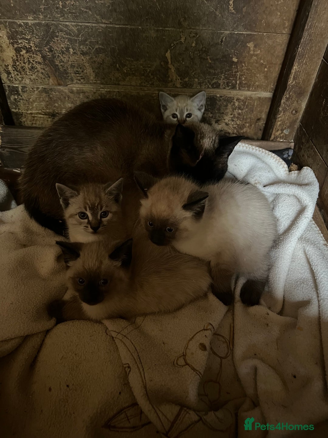Siamese cats for sale: Siamese X Ragdoll  - Image 5