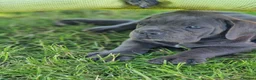 Cane Corso dogs for sale: Absolutely stunning Cane Corso’s  - Advert 25