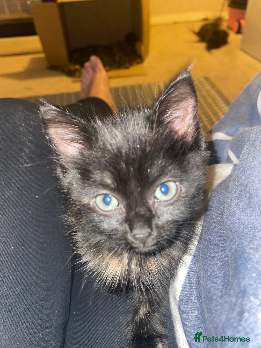 Mixed Breed cats for sale: 4 little girls  - Image 11