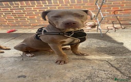 Mixed Breed dogs for sale: Bruno - Image 5