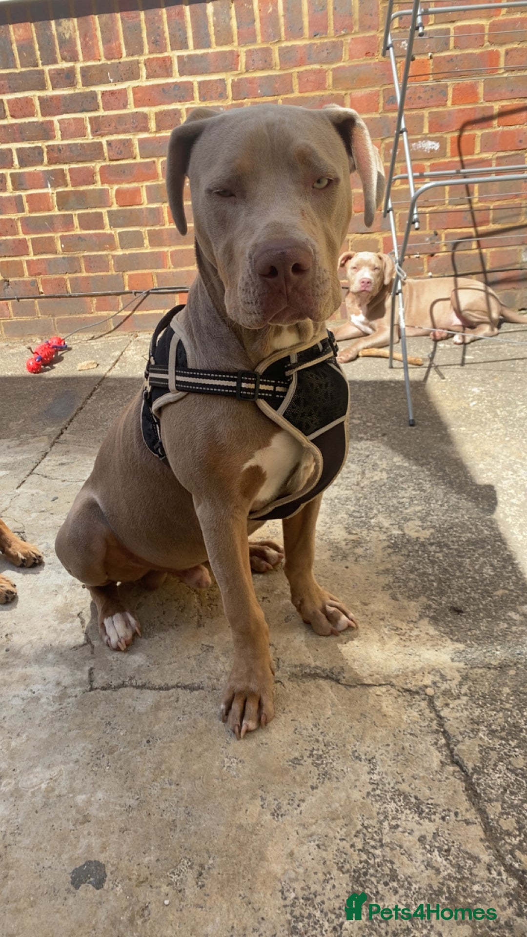 Mixed Breed dogs for sale: Bruno - Image 5