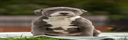 Staffordshire Bull Terrier dogs for sale: Top quality pedigree staff puppies  - Advert 29