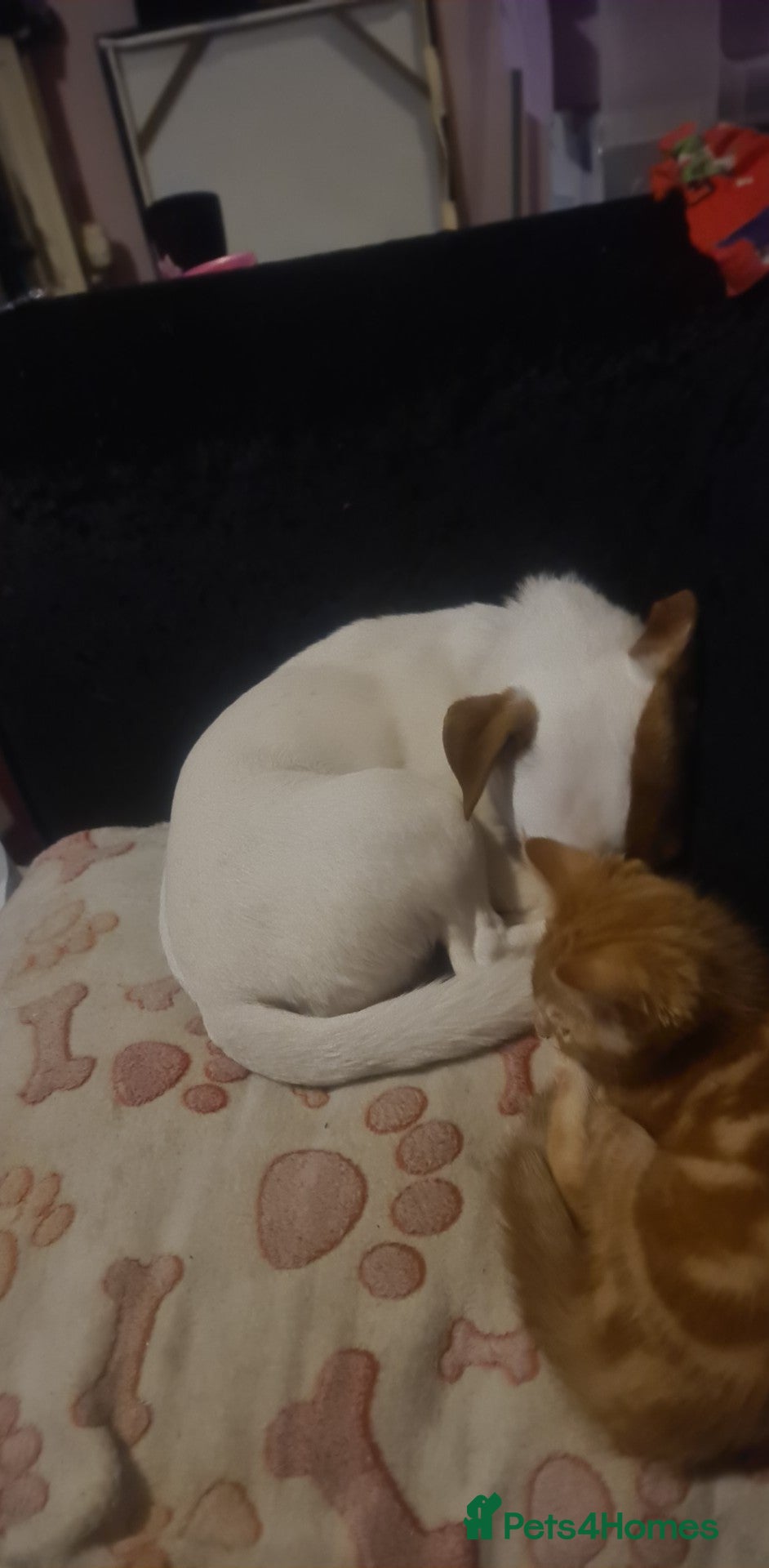 Jack Russell dogs Jack russell - Advert 1