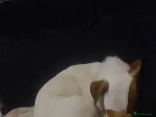 Jack Russell dogs Jack russell - Advert 1