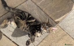 Turkish Angora cats for sale: half turkish angors  - Image 17