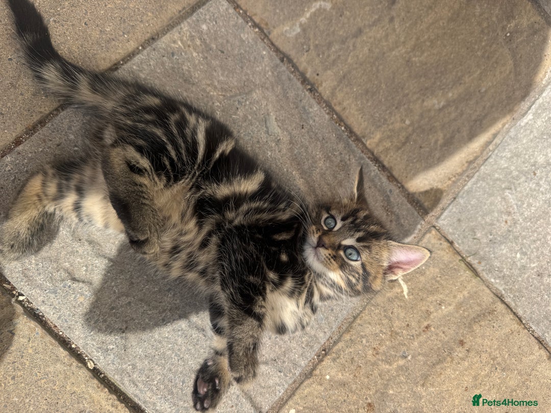 Turkish Angora cats for sale: half turkish angors  - Image 17